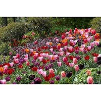 Bulbs are Easy Tulip Triumph and Single Late Assorted Bulb Front_Flat