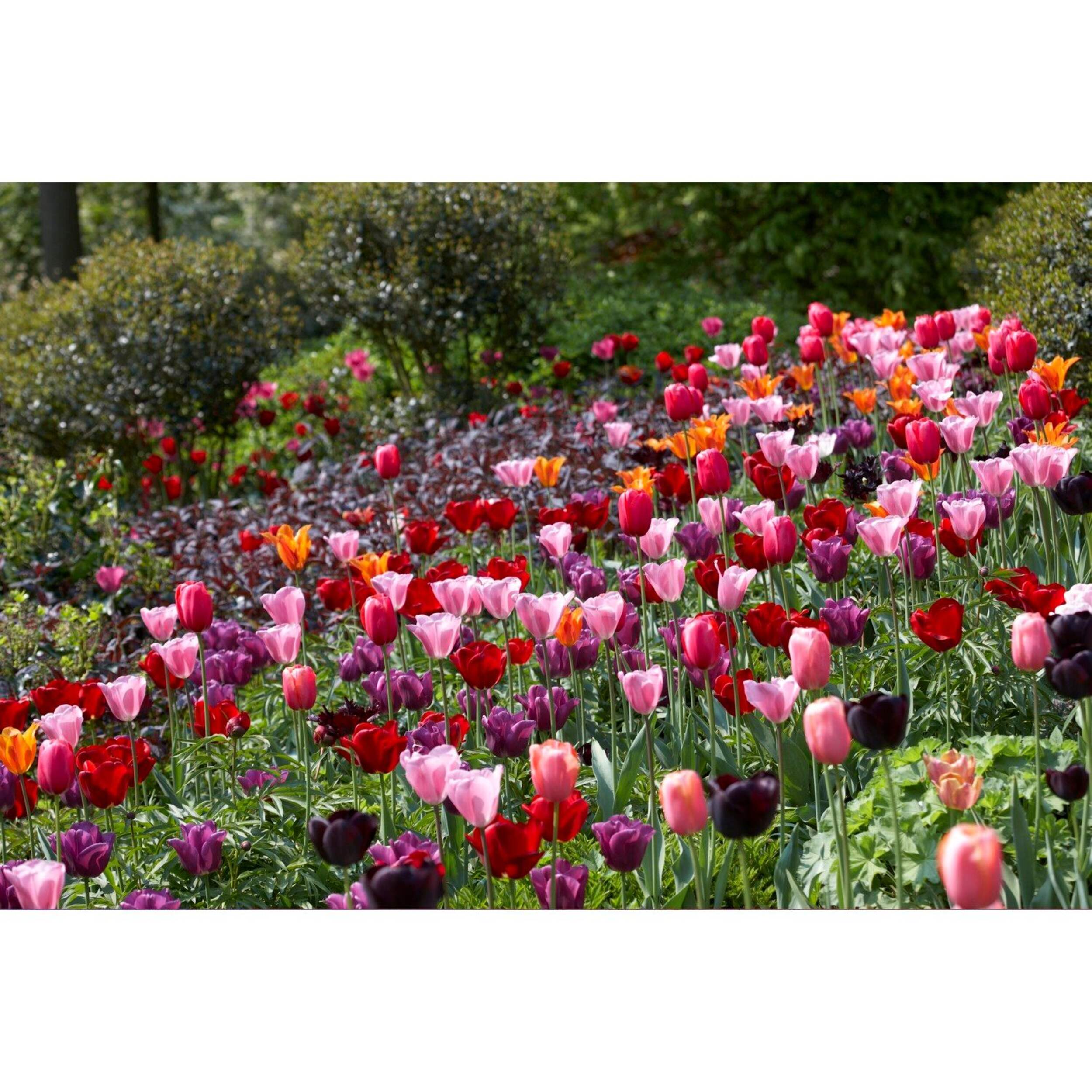 Bulbe de tulipe triomphe et simple tardive Bulbs Are Easy, varié Front_Flat