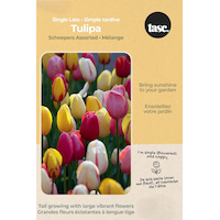 Bulbs are Easy Tulip Single Late Scheepers Assorted Bulb Front_Flat