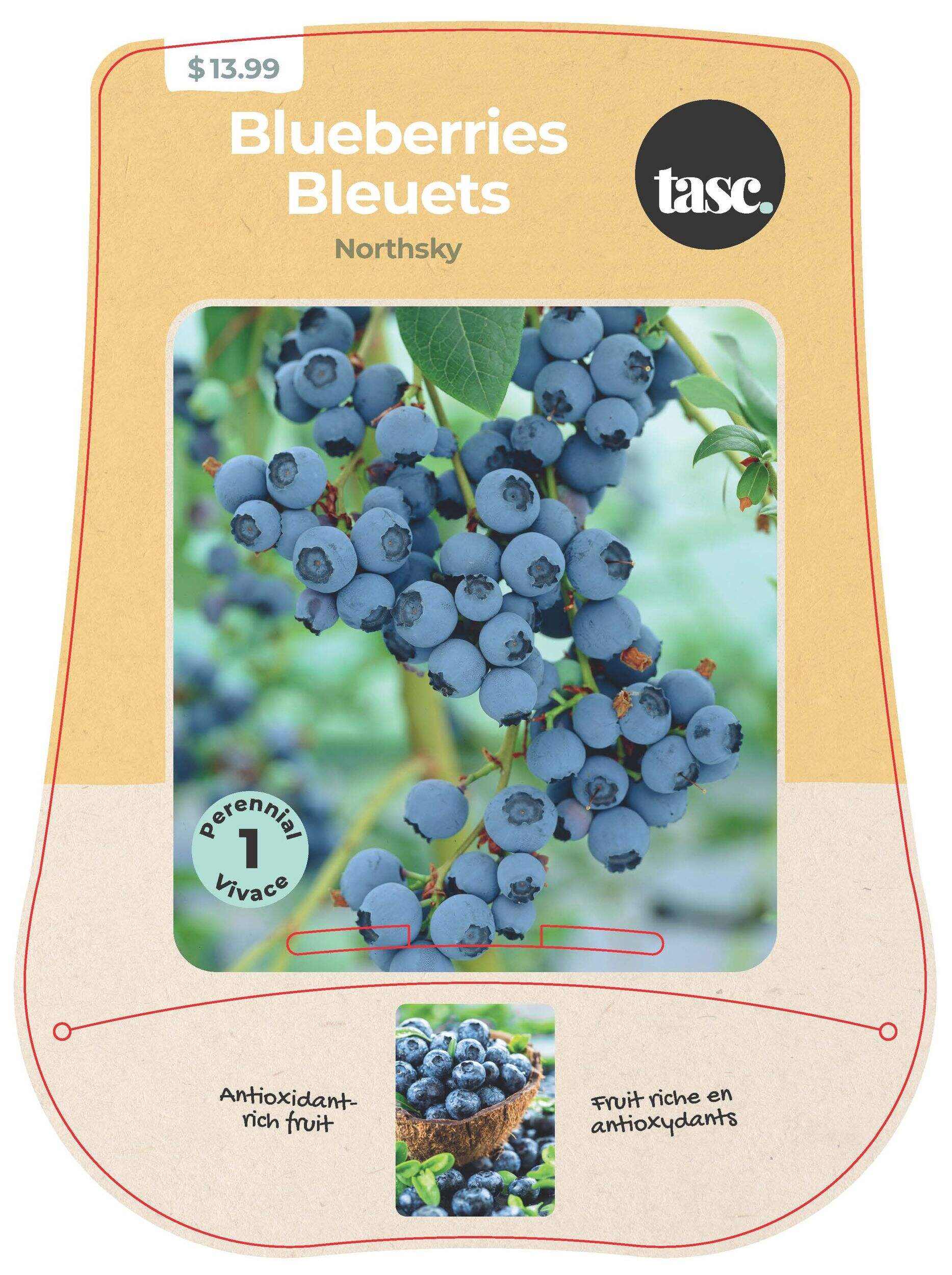 Bulbs are Easy Blueberry Northsky Fruit Plant, Perennial Front_Flat