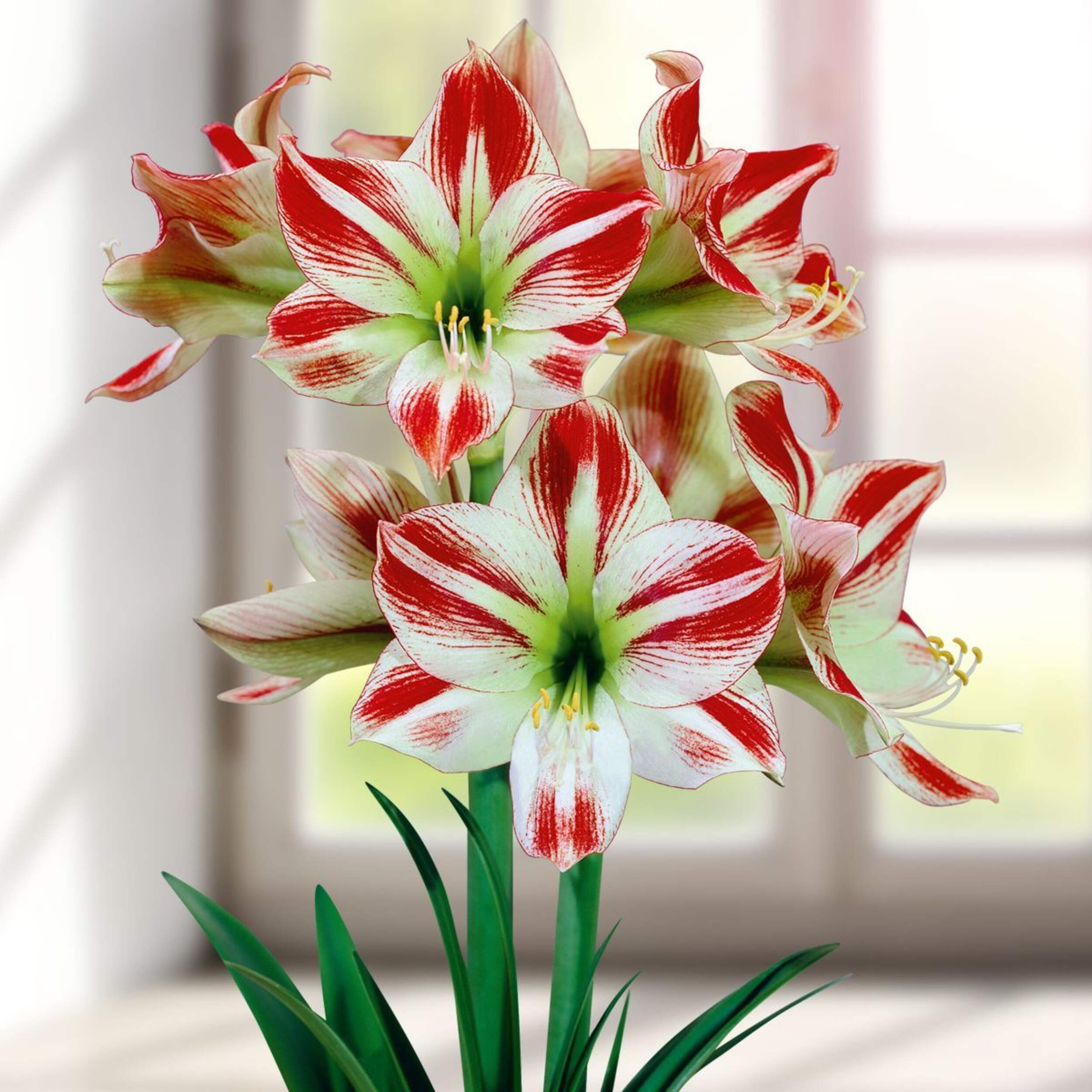 Bulbes d'amaryllis Bulbs Are Easy de première qualité, Ambiance CloseUp