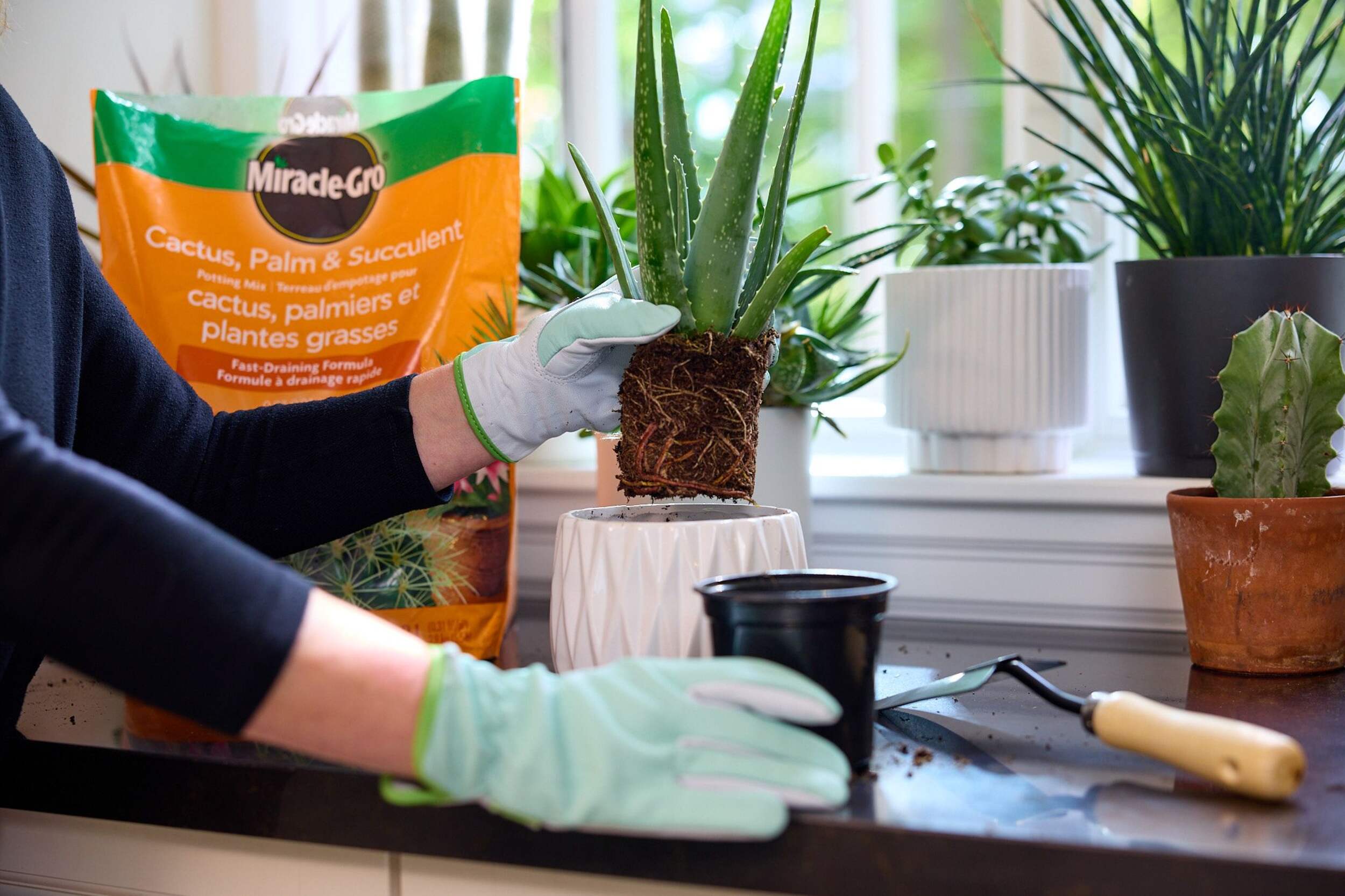 MiracleGro® Cactus, Palm & Succulent Potting Soil, 8.8L Canadian Tire