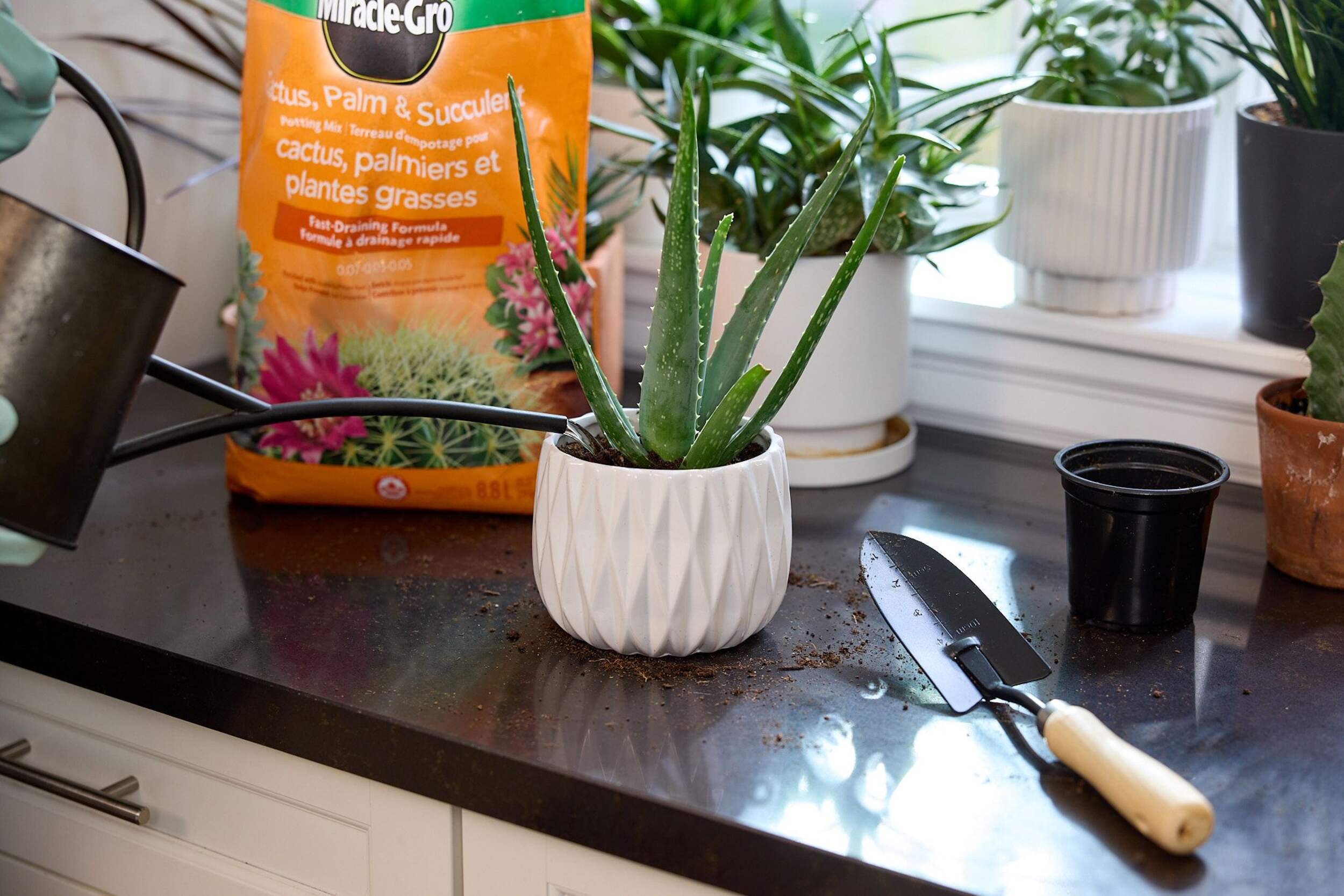 MiracleGro® Cactus, Palm & Succulent Potting Soil, 8.8L Canadian Tire