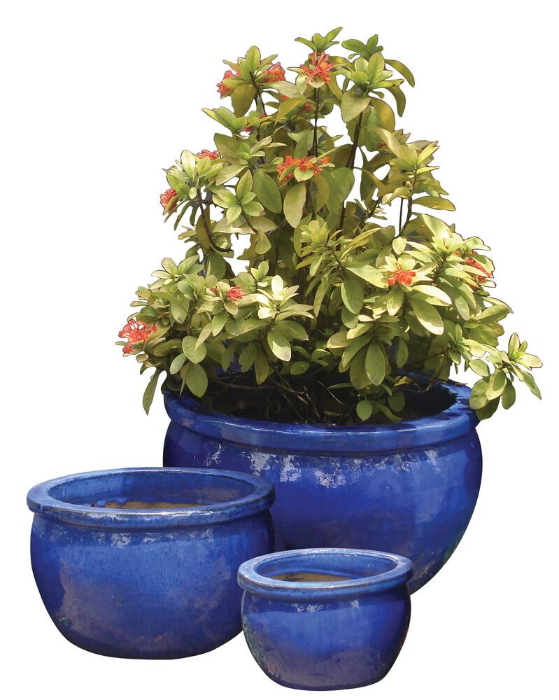 Canadian tire plant deals pots