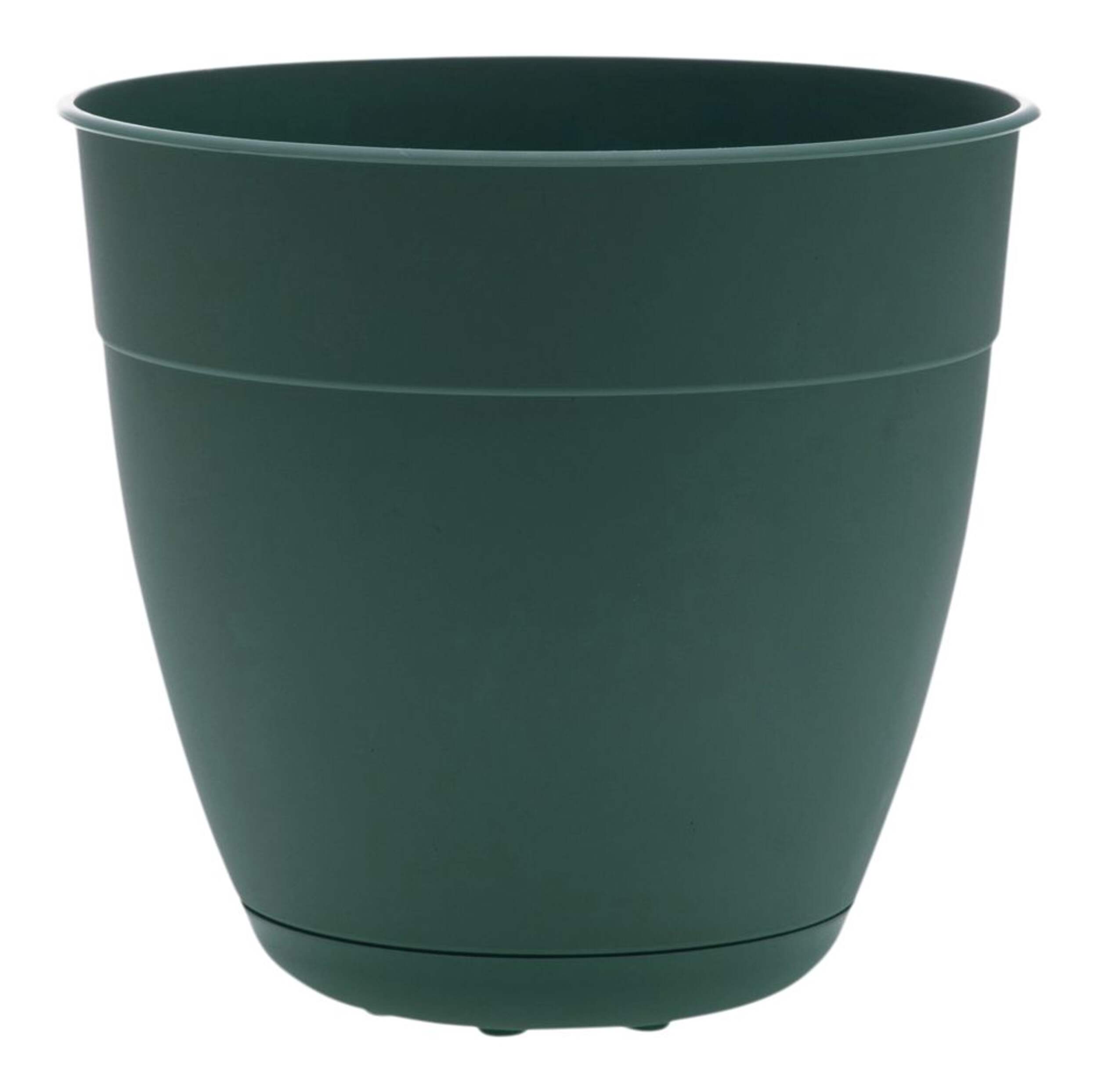 12" Dayton Basil