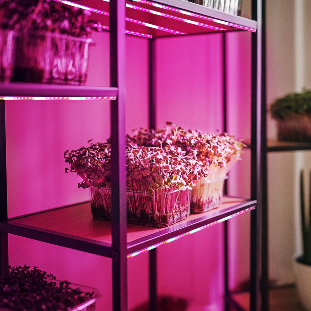 Feit electric led on sale grow light