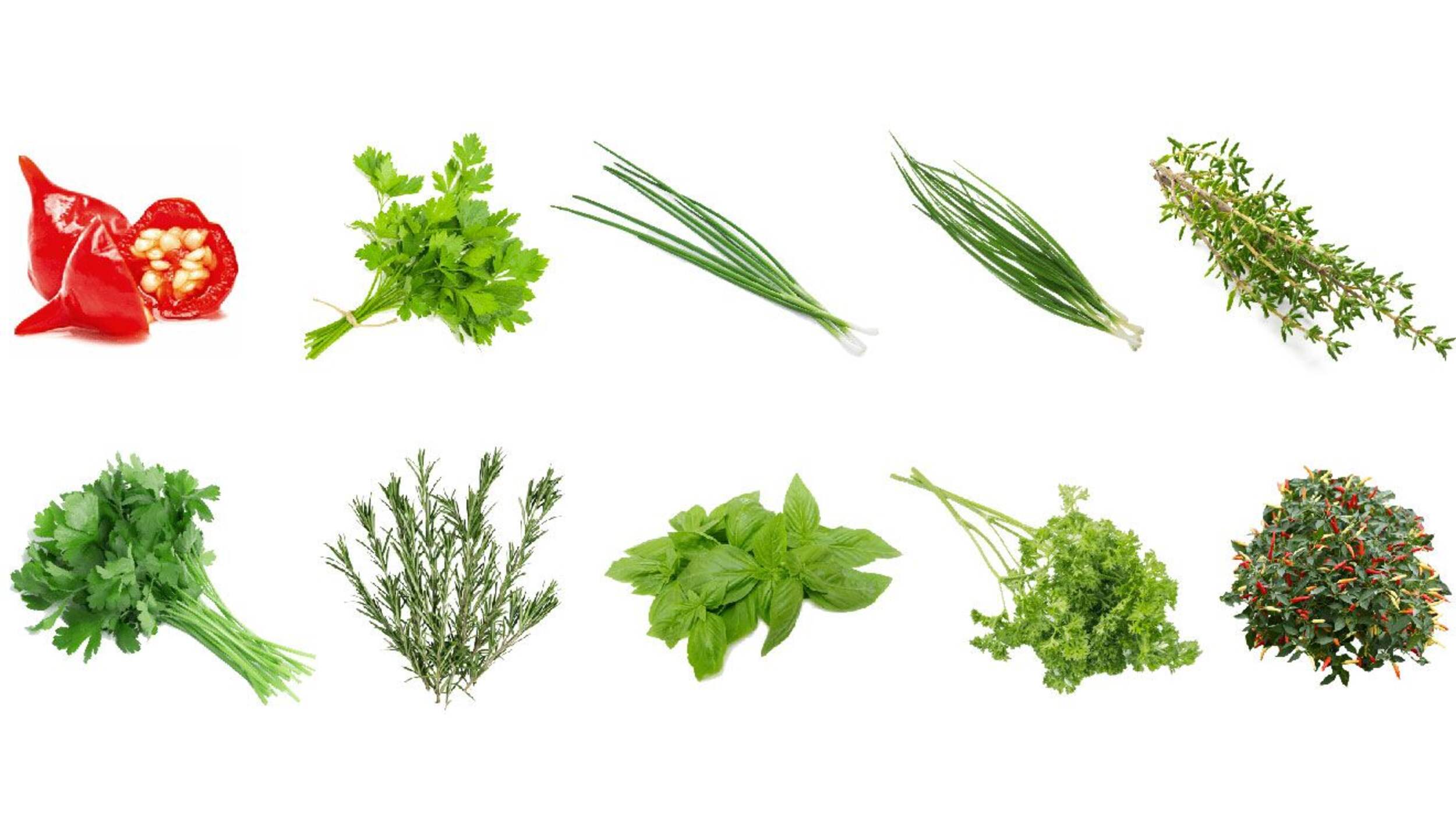 Capsules de semences Jardin, fines herbes, paq. 20 Composite_or_Mixed