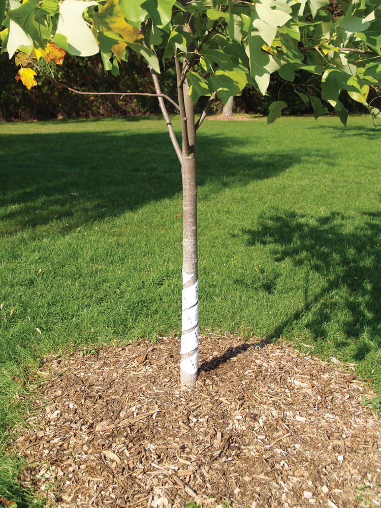 Protecteur de tronc d'arbre 6 pièces résistant aux rayures anti-mâcher  résistant aux intempéries spirale gaules plantes arbre écorce protecteur