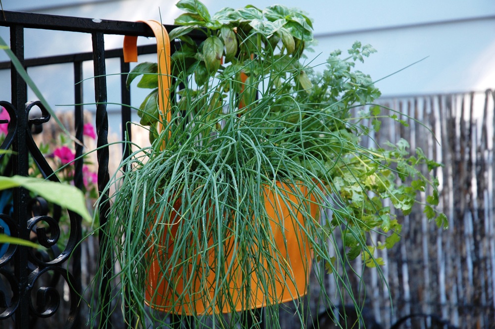 Planters Pride Herb Grow Kit, Basil, Chives, Coriander Canadian Tire