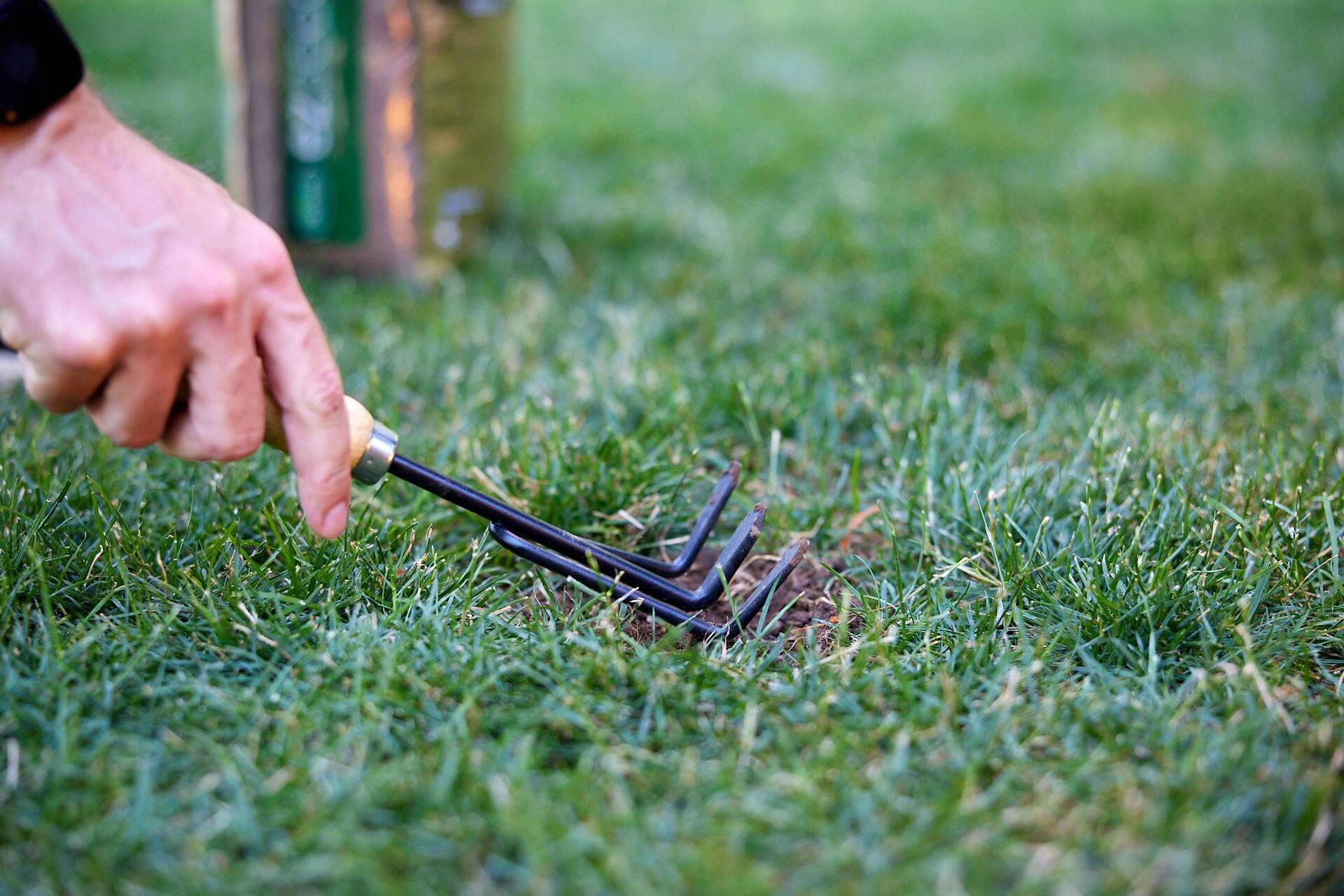 Canadian tire deals grass seed