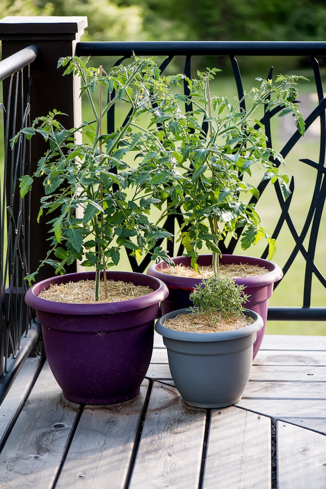 GardenStraw Mini Premium Garden Mulch, 100 Wheat Straw, 0.5cu.ft