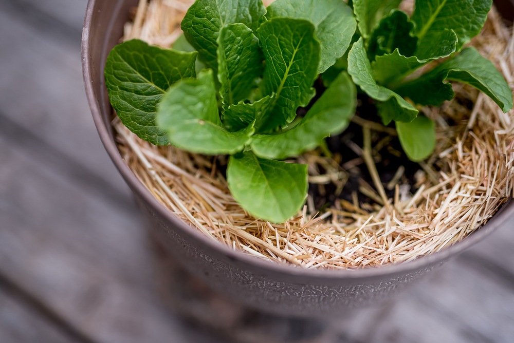 GardenStraw Mini Premium Garden Mulch, 100 Wheat Straw, 0.5cu.ft