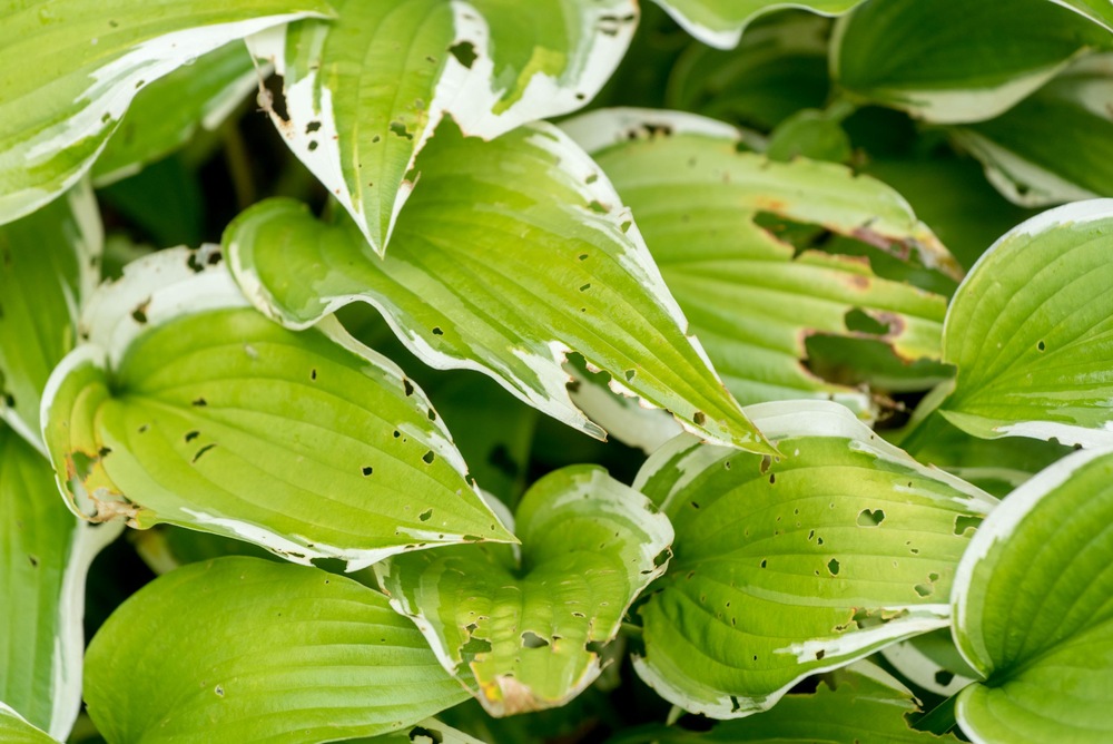 Ortho® Slug B Gon Eco ReadytoUse Slug & Snail Bait, 1kg Canadian Tire