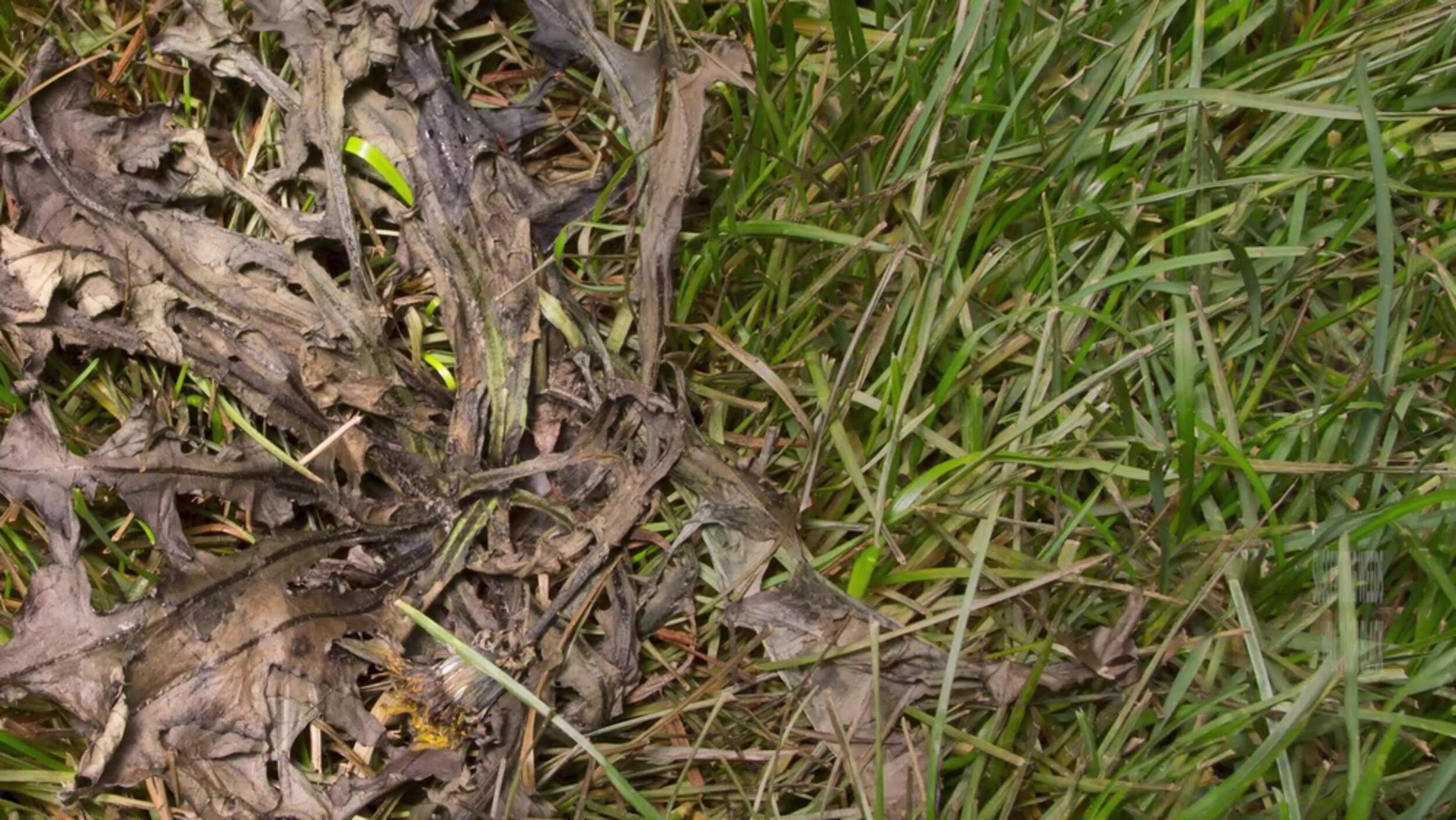 Scotts Weed B Gon MAX ReadytoUse Weed Control/Killer, Herbicide for