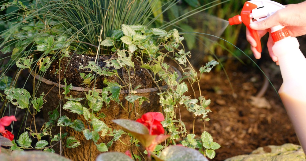 Insecticide Ortho Beetle B Gon Max pour scarabées, 150 g Canadian Tire