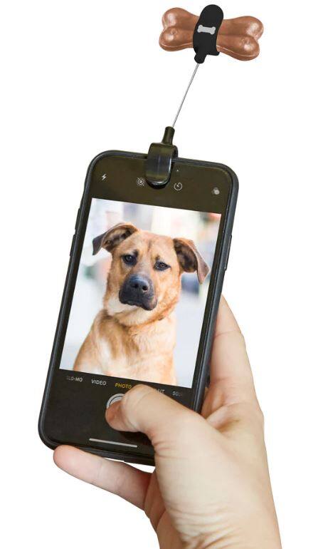 toggle dog camera