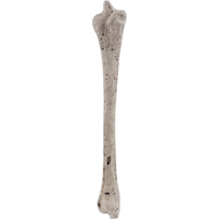 For Living Skeleton Bag of Bones Props, White, 15-in, 12-pk, Indoor/Outdoor Decoration for Halloween