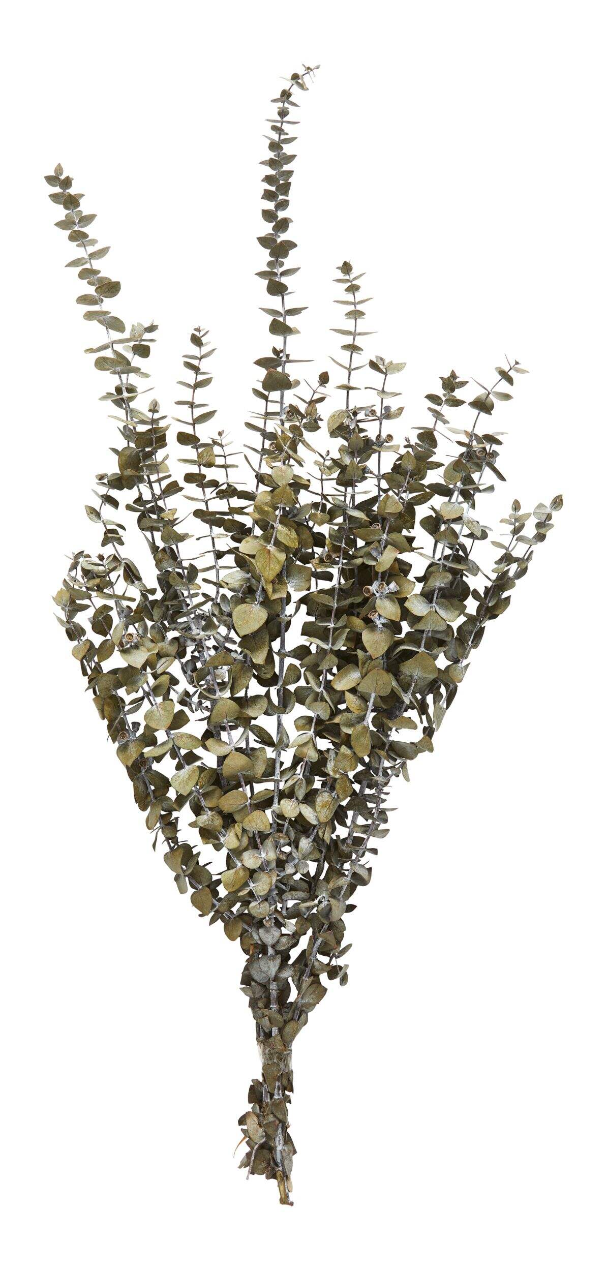 Natural Woodland Botanicals Indoor/Outdoor Christmas Décor Dried Eucalyptus Bundle, 6-in Front_Flat