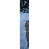 CANVAS Twinkling Birch Stake Lights with Built-in LEDs, 3-pk Overhead_Plunge