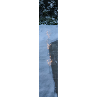 CANVAS Twinkling Birch Stake Lights with Built-in LEDs, 3-pk
