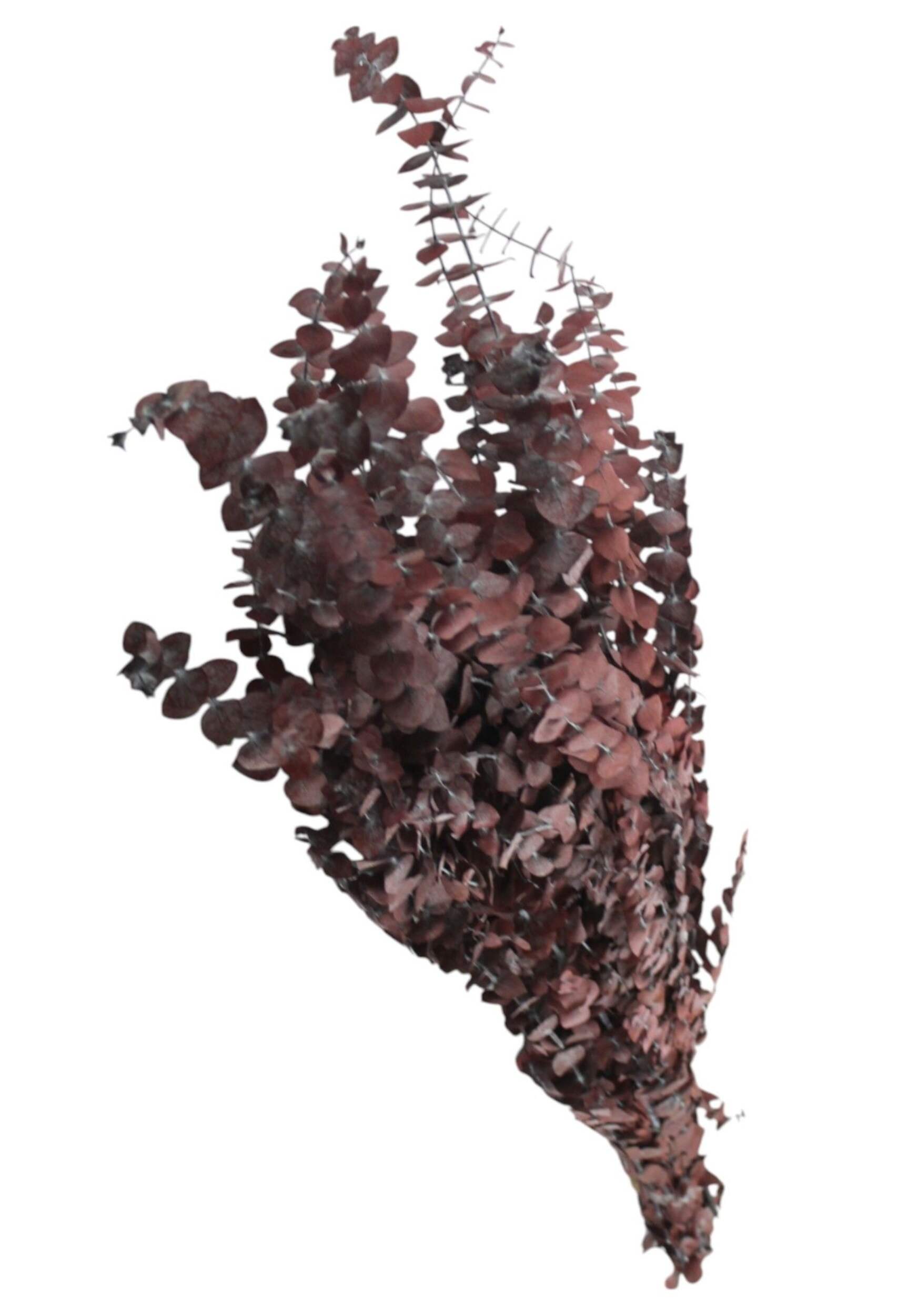 Christmas Decoration Long-Lasting All-Natural Spray, Eucalyptus, Red Front_Angled_Left