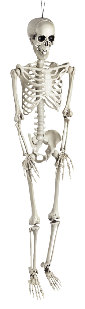 For Living Skeleton Realistic Hanging Full-Size Human, White, 36-in ...