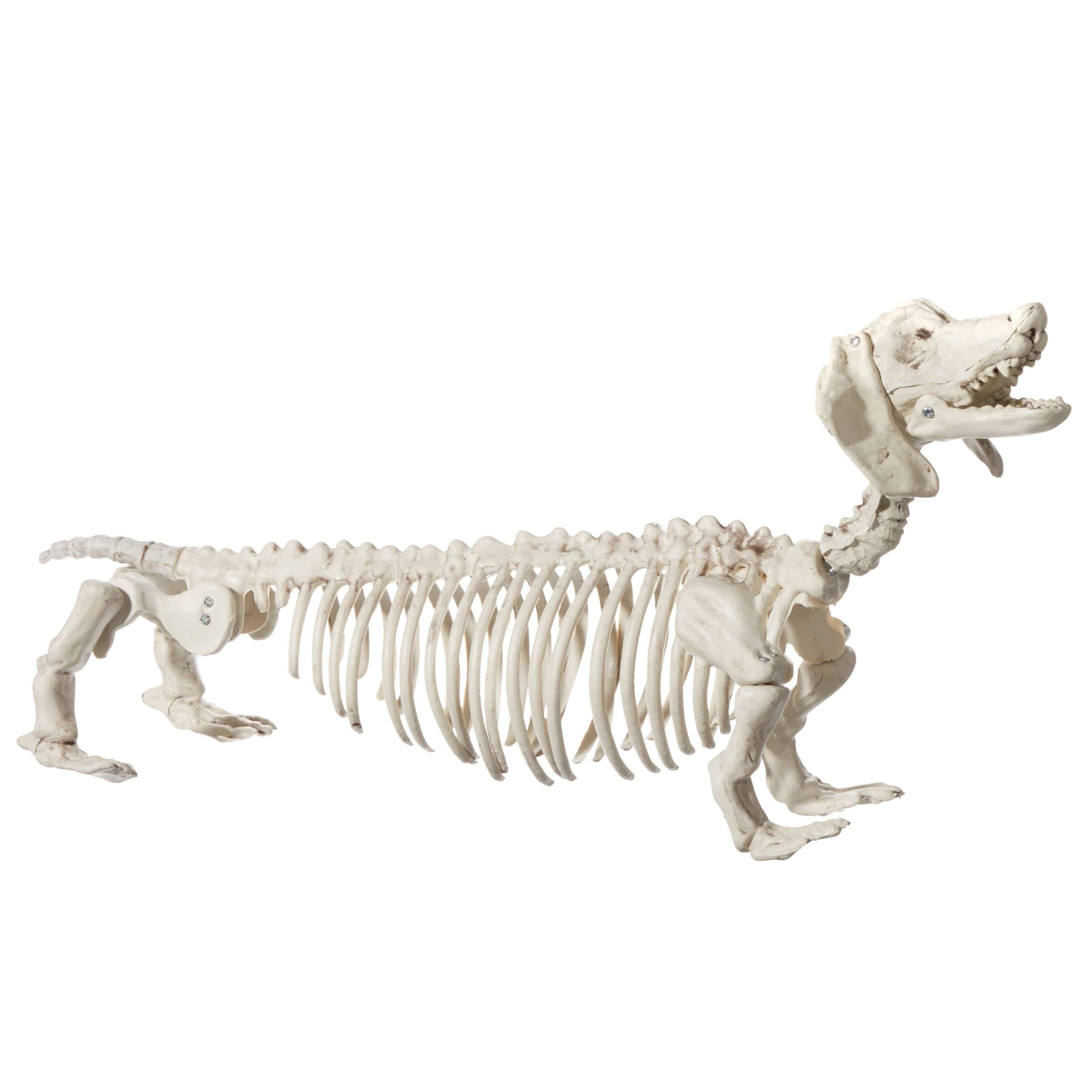 For Living Skeleton Wiener Dog Prop, White, 21-in, Indoor/Outdoor  Decoration for Halloween