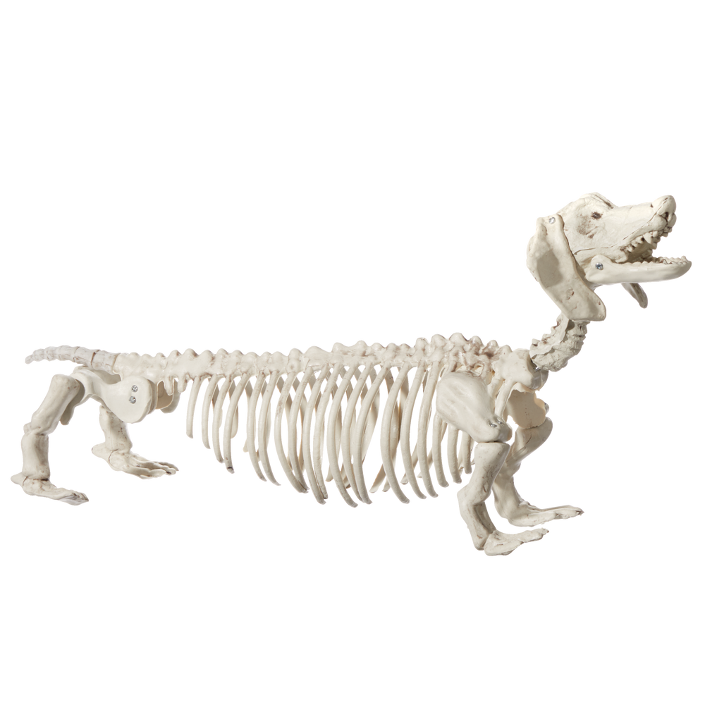 For Living Skeleton Wiener Dog Prop, White, 21-in, Indoor/Outdoor ...