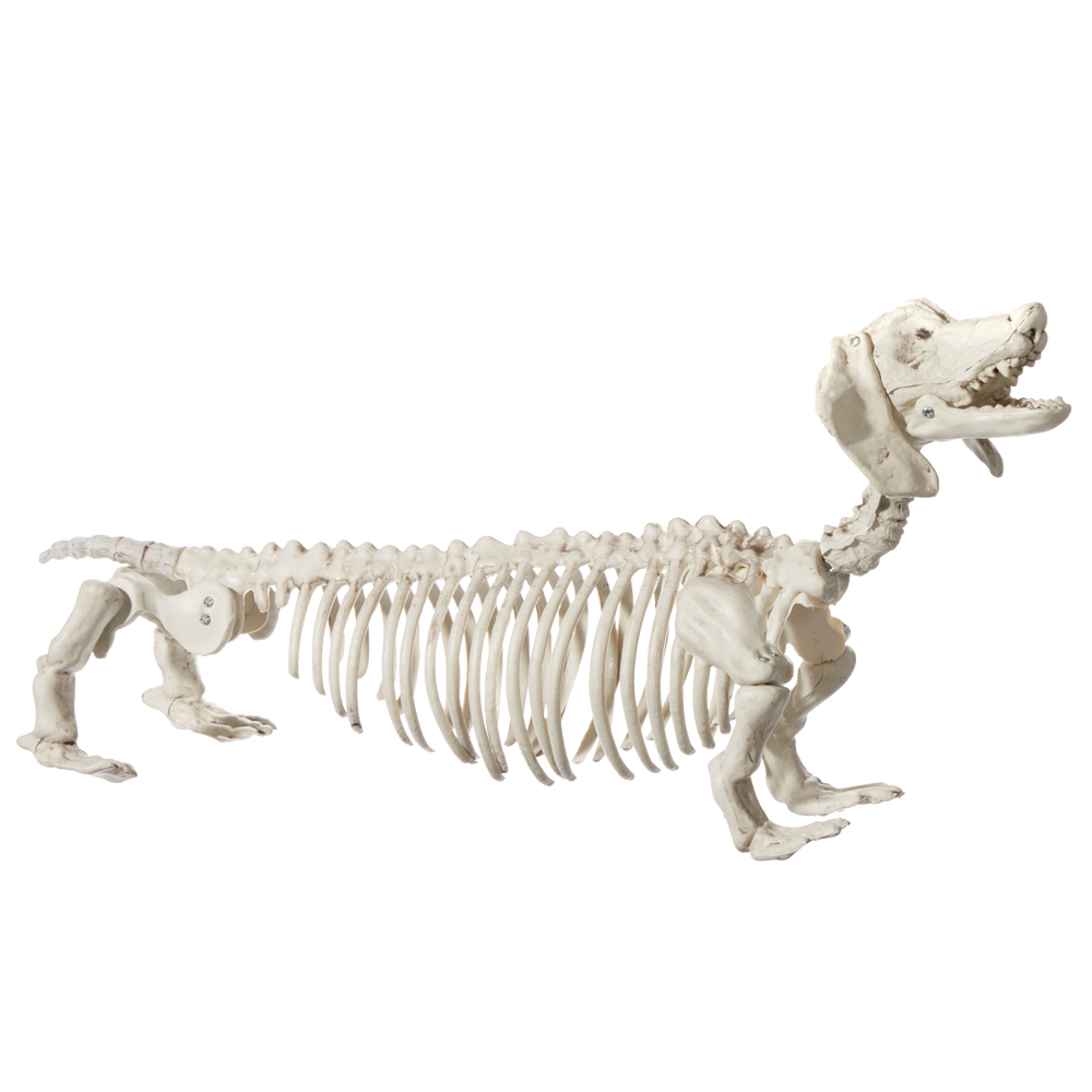 Dachshund Skeleton Halloween 2022 For Living Skeleton Dog 21 In Canadian Tire
