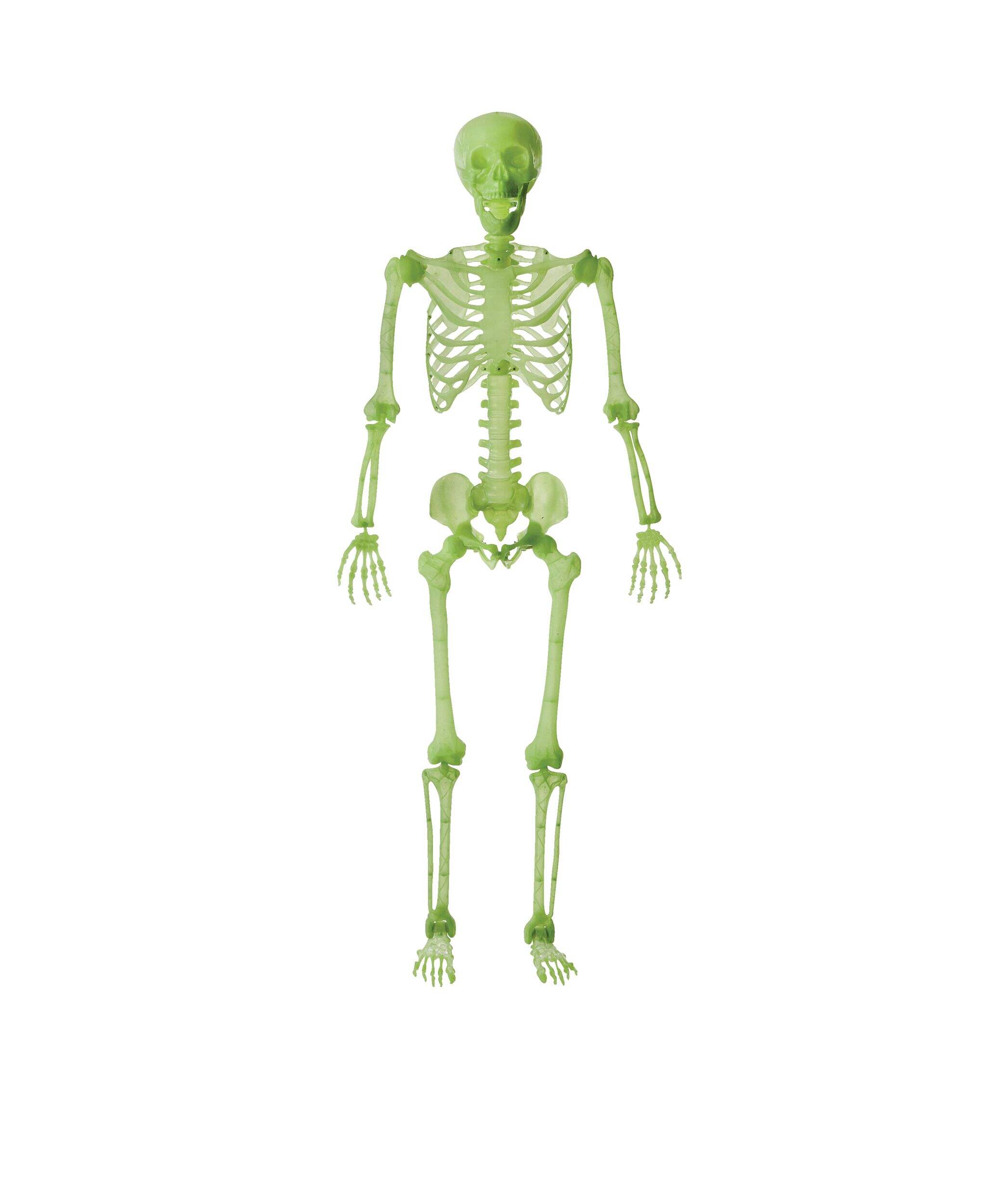 FOR LIVING Skeleton Realistic Hanging Full-Size Human, Indoor/Outdoor Decoration for Halloween, Green Glow In The Dark, 5-ft Front_Flat