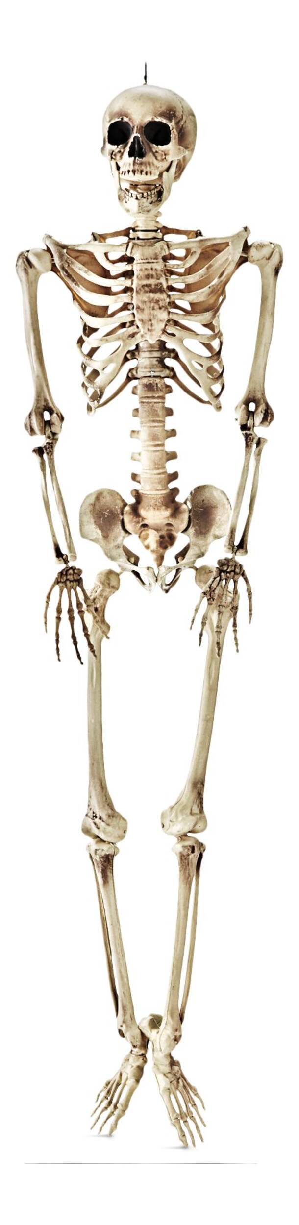 Squelette humain réalliste pleine grandeur suspendu For Living, blanc, 5 pi, décoration d'intérieur et d'extérieur pour l'Halloween Front_Flat
