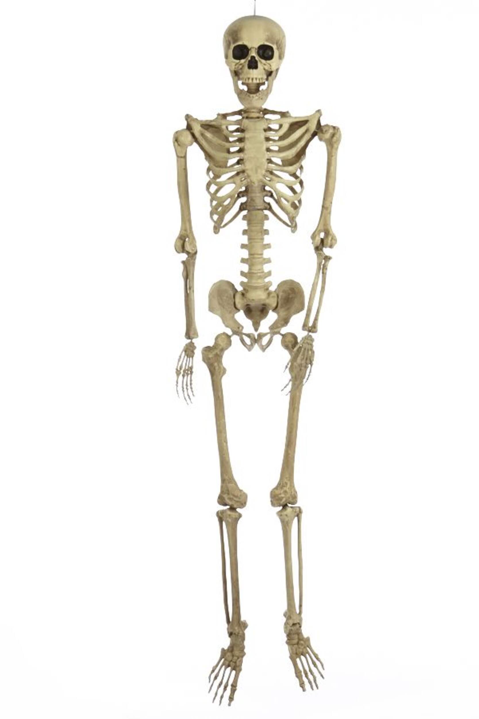 For Living Skeleton Realistic Hanging Full-Size Human, White, 5-ft ...