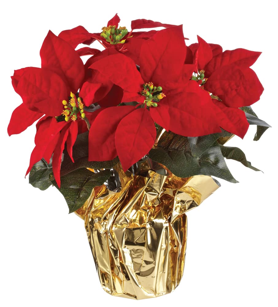 Assorted Potted Poinsettia | Canadian Tire