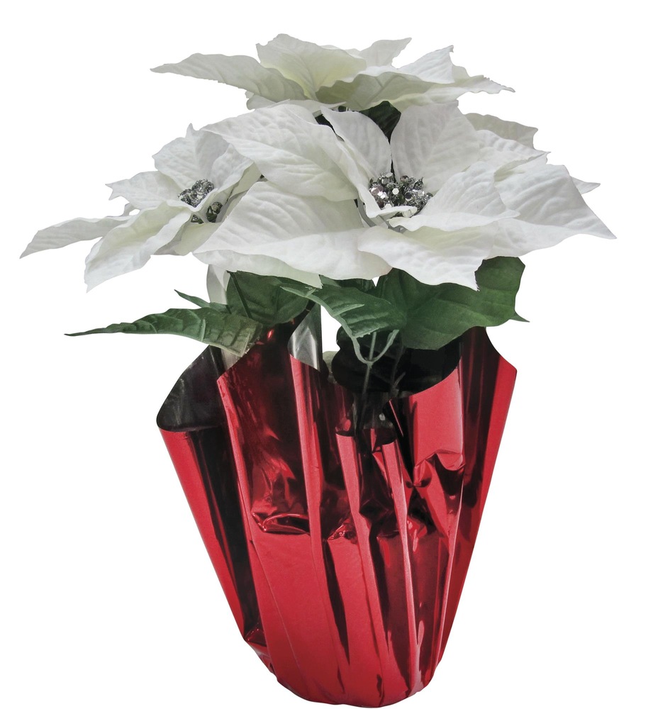 Poinsettia Plant Canadian Tire