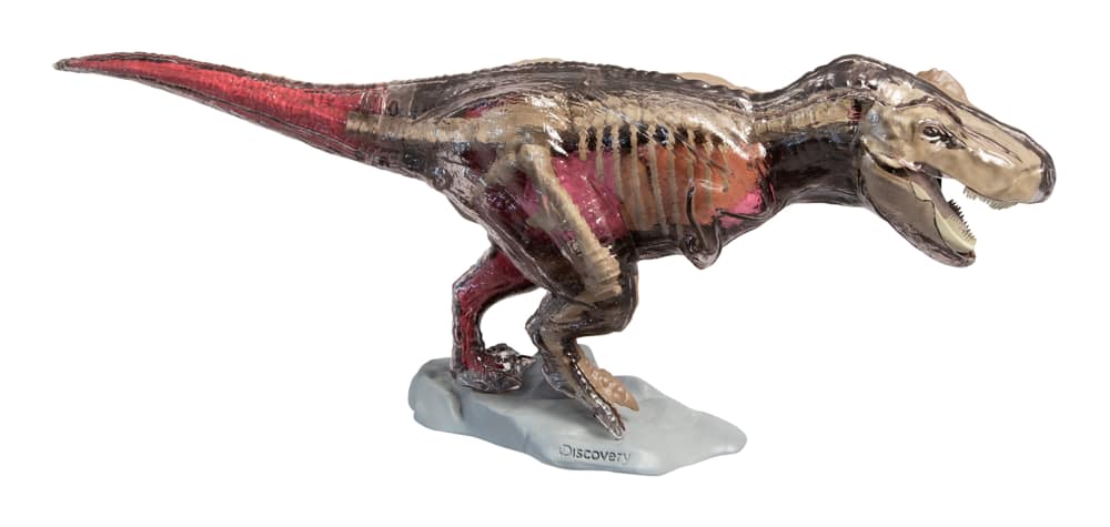 Discovery #Mindblown 4D Vision Great T-Rex Anatomy Kit, Ages 6+