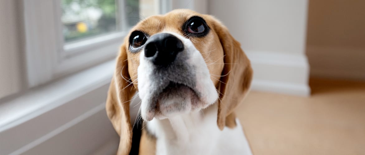 Un chien regardant vers le haut dans un salon.