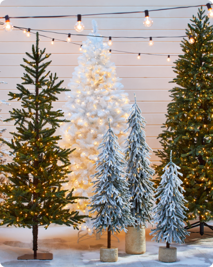 Shop Christmas Trees.