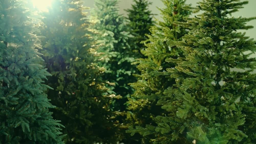 CANVAS PreLit ColourChanging Appalachian Pine Christmas Tree, 7.5ft